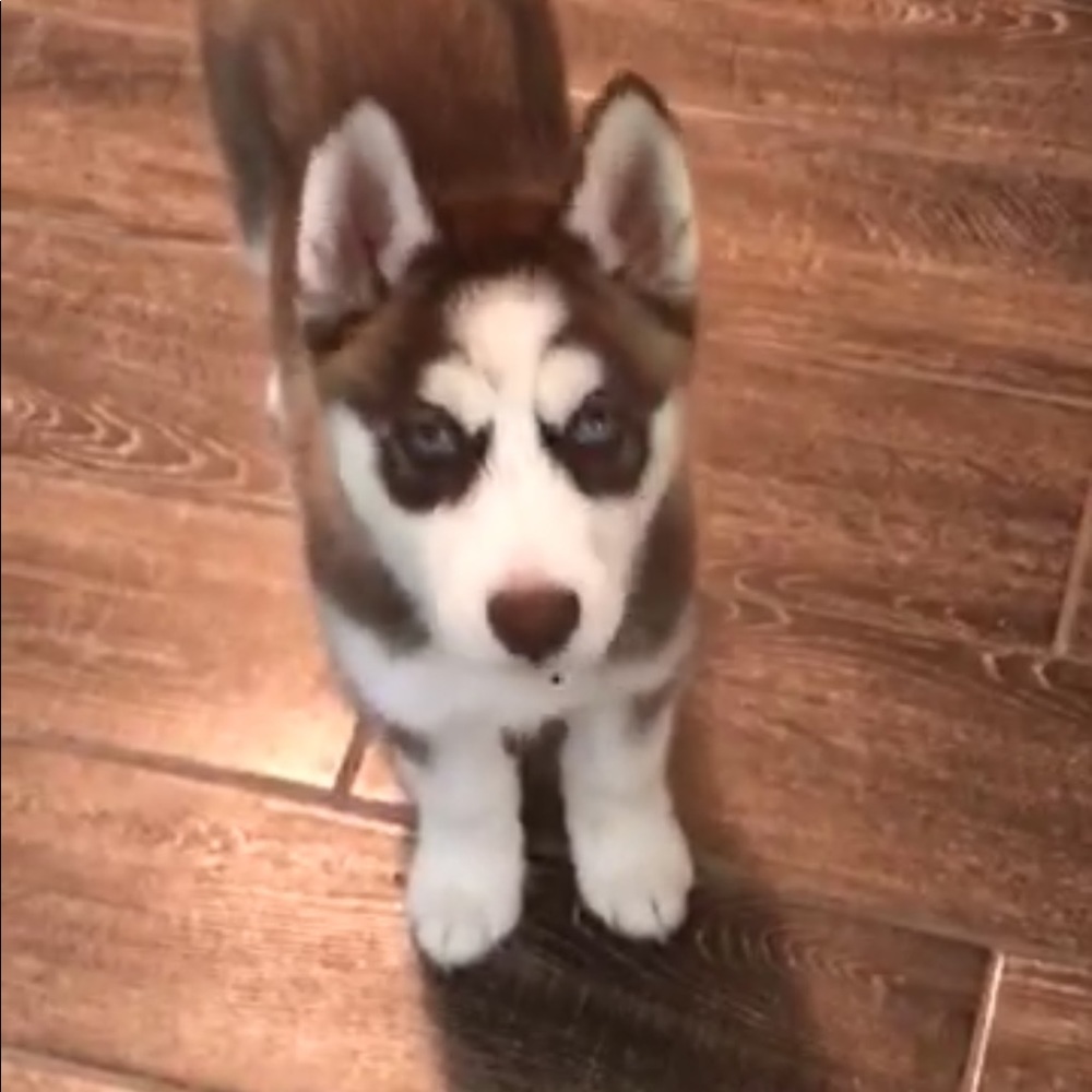 Meet your Posher, Sara